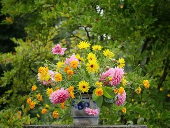 Close-up of yellow flowers blooming outdoors