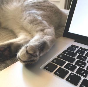 Cat looking at camera