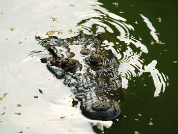 High angle view of crocodile swimming in lake