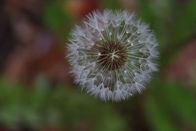 Close-up of dandelion flower