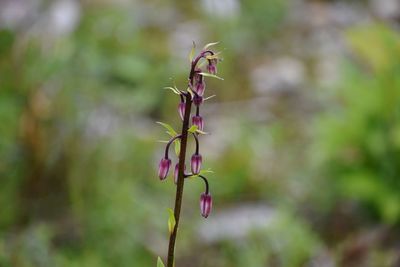 Close-up of wilted plant