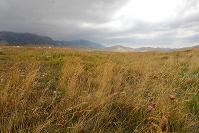 Scenic view of field against sky