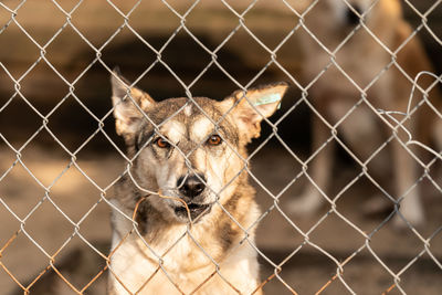 Portrait of dog seen through chainlink fence