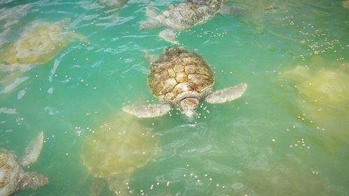 High angle view of sea turtles swimming in sea