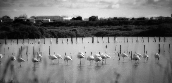 Flock of birds on the water