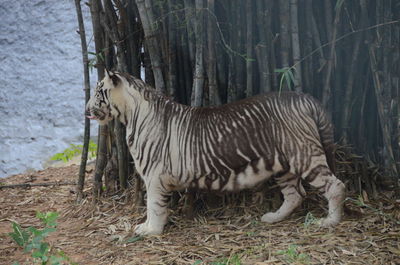 White tiger standing by bamboo in forest