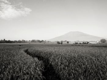 Scenic view of agricultural field against sky