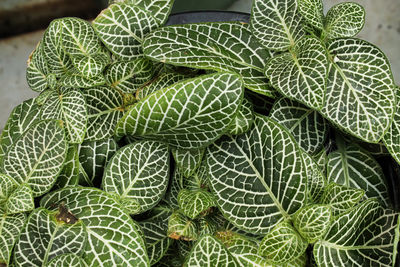 Macro of detailed veins on nerve plant leaves.