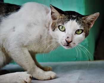 Close-up portrait of a cat