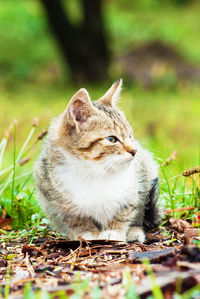 Cat sitting on a field