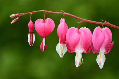 Close up of a bleeding heart flower in bloom