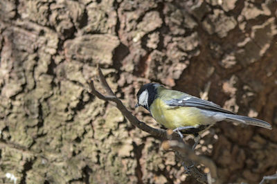 Close-up of bird perching on tree