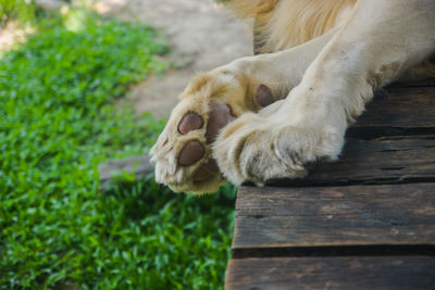 Close-up of cat relaxing on wood