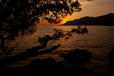 Silhouette tree on beach against sky during sunset