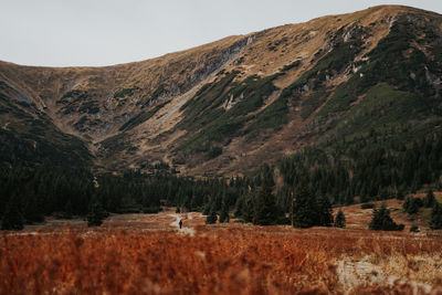 Scenic view of trees on field against mountains