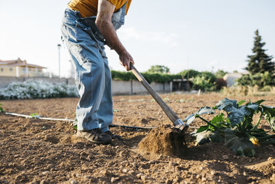 Senior man in denim overall working on farmland and weeding out earth with hoe