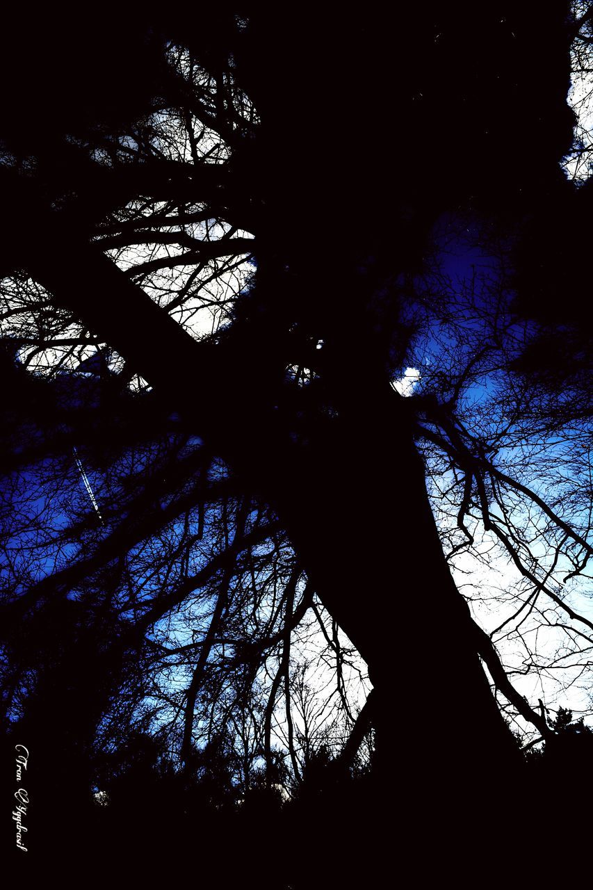 tree, low angle view, branch, silhouette, night, bare tree, growth, sky, illuminated, nature, dark, clear sky, tree trunk, built structure, tranquility, outdoors, no people, architecture, dusk, beauty in nature