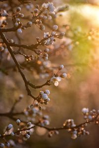 Blooming cherry tree in sun light