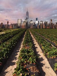 Plants in city at sunset