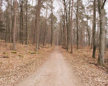 Dirt road amidst trees in forest