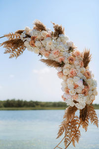 Close-up of pink flowers