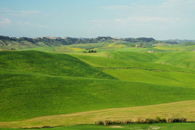 Scenic view of agricultural field against sky