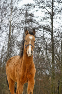 Portrait of horse