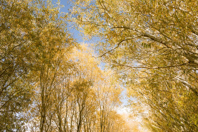 Low angle view of trees in forest during autumn