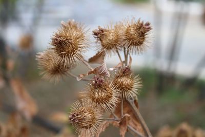 Close-up of thistle flowers