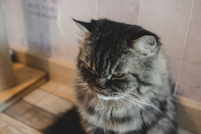 Close-up of a cat looking away