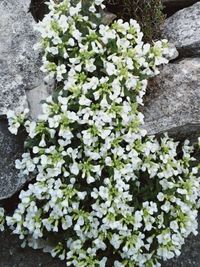 Close-up of white flowers