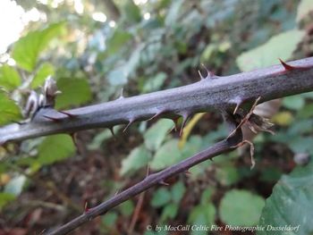 Close-up of lizard on tree