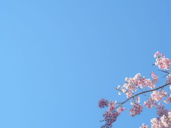 Low angle view of cherry blossoms against blue sky