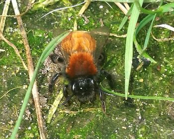 High angle view of insect on grass