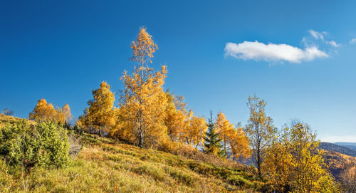 Low angle view of trees against sky during autumn