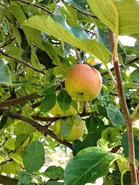 Low angle view of fruits hanging on tree