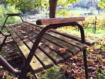 Old rusty tree in forest