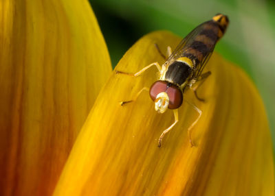 Close-up of insect on yellow flower