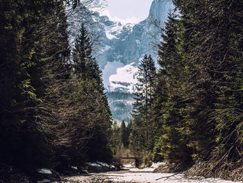 Pine trees in forest during winter