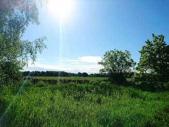 Scenic view of grassy field against sky