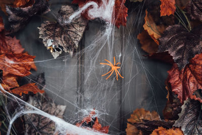 Close-up of spider web on dry leaves