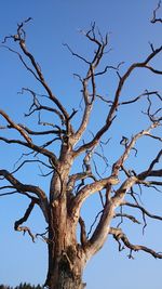 Low angle view of bare tree against clear blue sky