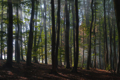 Trees in forest