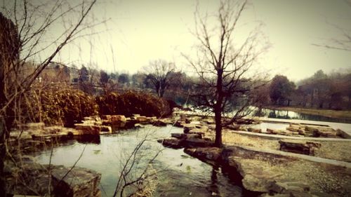 Bare trees by river