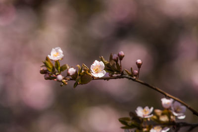 Close-up of pink flowers on branch