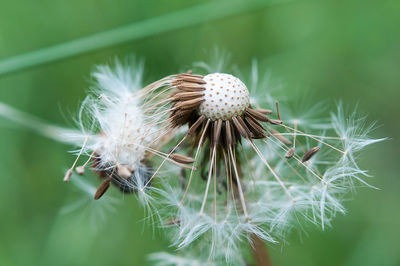 Close-up of dandelion seed growing outdoors