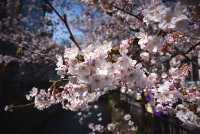 Pink flowers blooming on tree