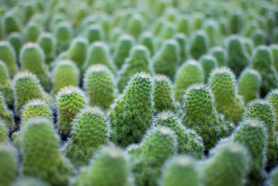 Full frame shot of succulent plants