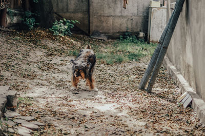 Dog standing on land