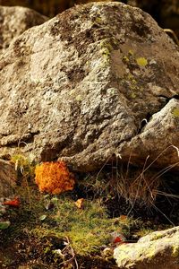 Close-up of rock on field